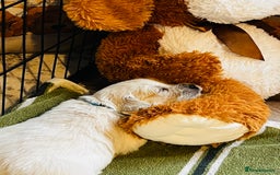 Golden Retriever dogs for sale: 8 Outstanding Chunky Cream Golden Puppies  - Image 14