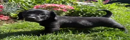 Mixed Breed dogs for sale: Female Doxiepoo 8 Weeks old - Advert 2