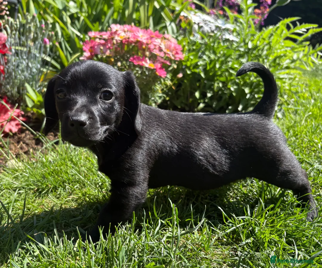 Mixed Breed dogs for sale: Female Doxiepoo 8 Weeks old - Advert 2