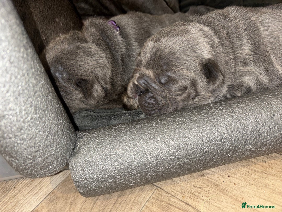 French Bulldog dogs for sale: Mini bulls - Advert 9