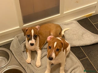 Jack Russell dogs Last 2 Jack Russell Puppies Ready to go - Advert 7