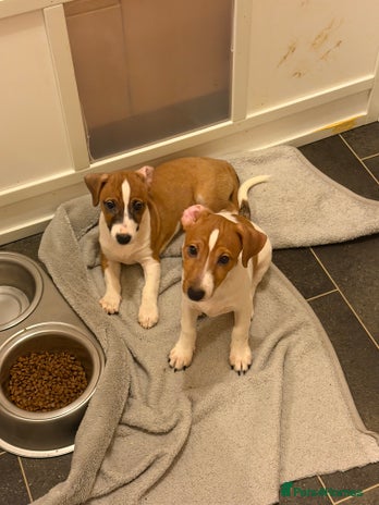 Jack Russell dogs Last 2 Jack Russell Puppies Ready to go - Advert 1