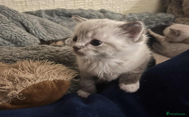 Ragdoll cats - Advert 10