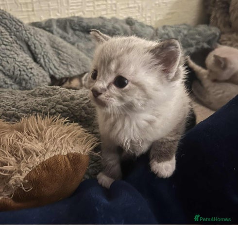 Ragdoll cats - Advert 2