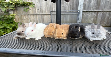 Netherland Dwarf rabbits - Advert 8