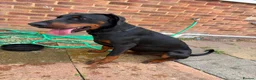 Dobermann dogs for sale: 9 month old Doberman  in Chichester - Advert 2