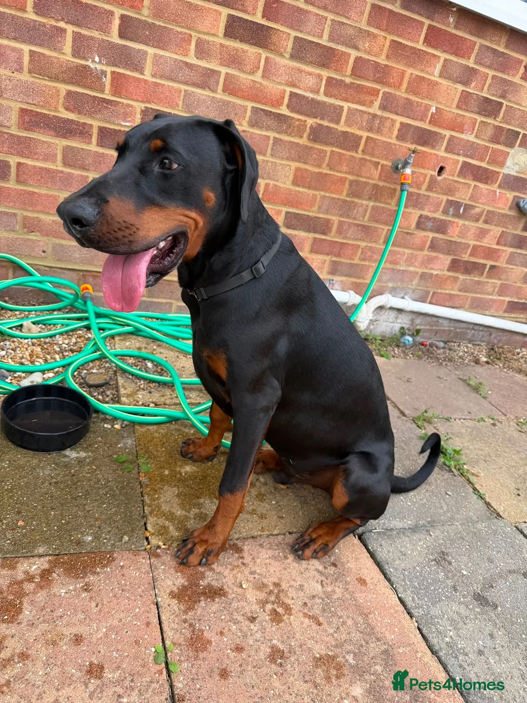 Dobermann dogs for sale: 9 month old Doberman  in Chichester - Advert 2