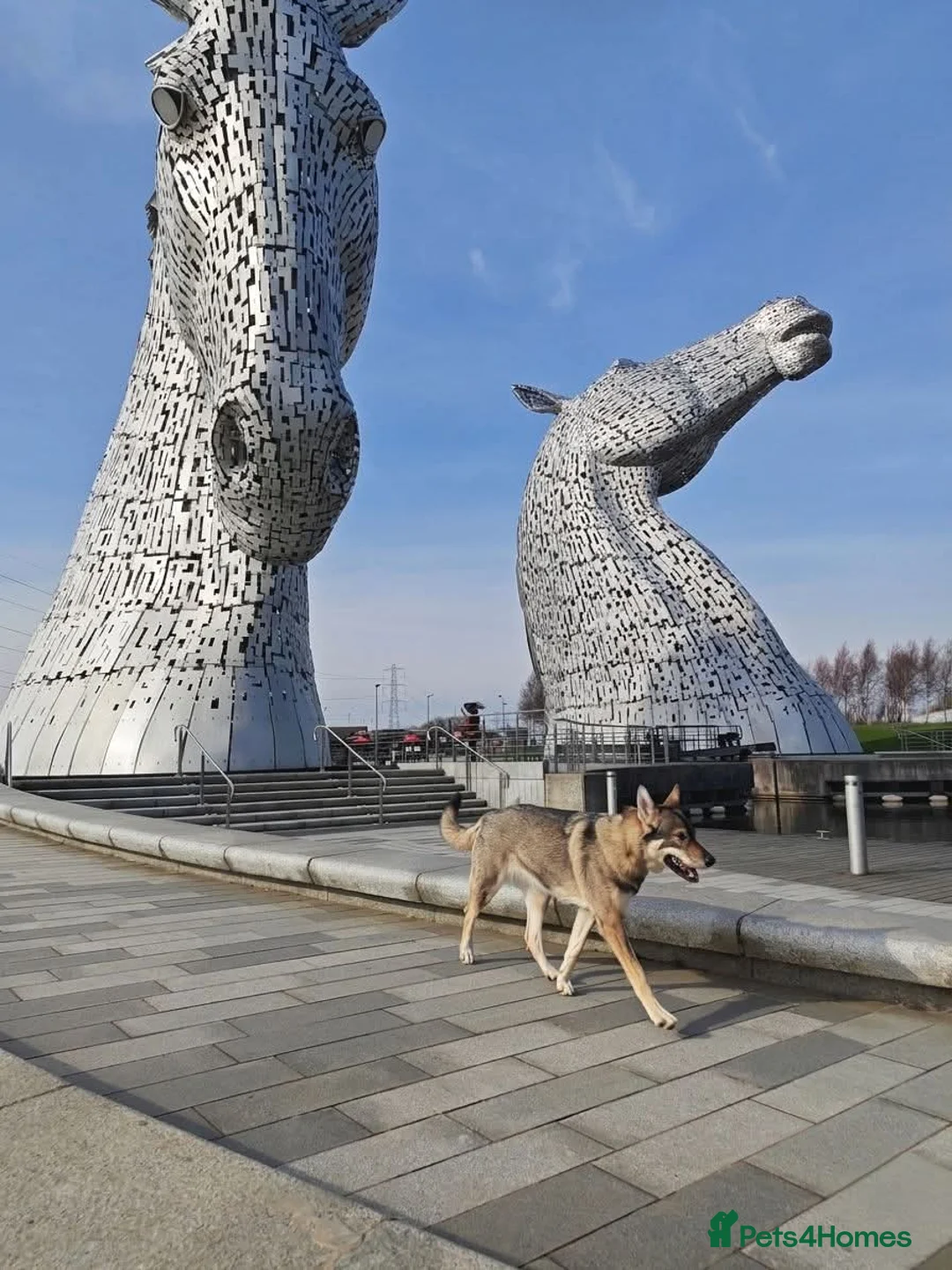 Mixed Breed dogs for sale: Northern Inuit outcross litter  - Advert 6