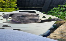 Cane Corso dogs for sale: LAST PUPY PURE BLOOD CANE CORSO 🐶  in Stevenage - Image 18