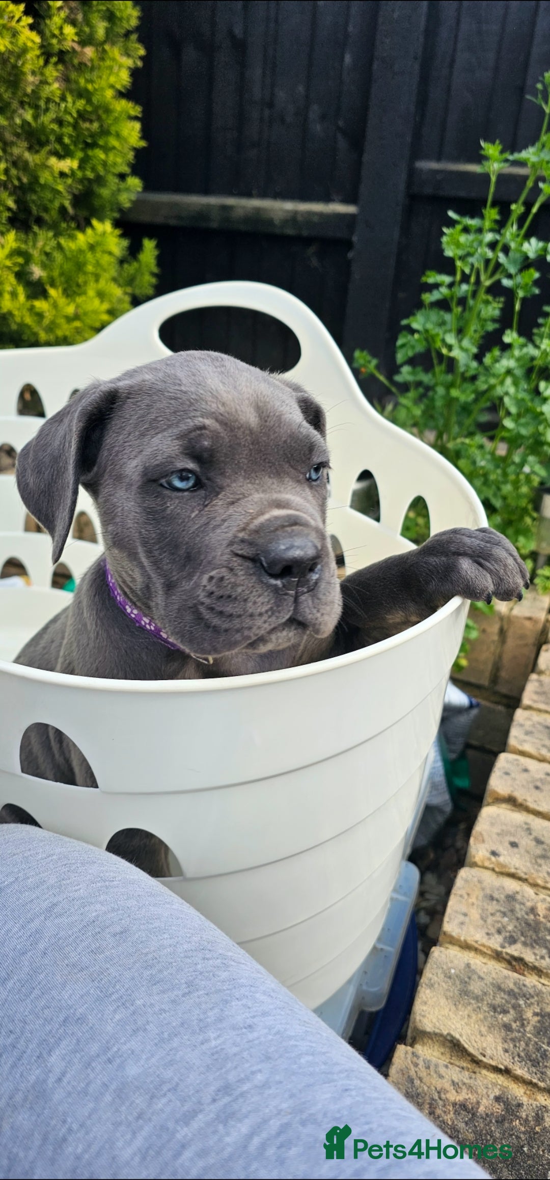 Cane Corso dogs for sale: LAST PUPY PURE BLOOD CANE CORSO 🐶  in Stevenage - Image 18