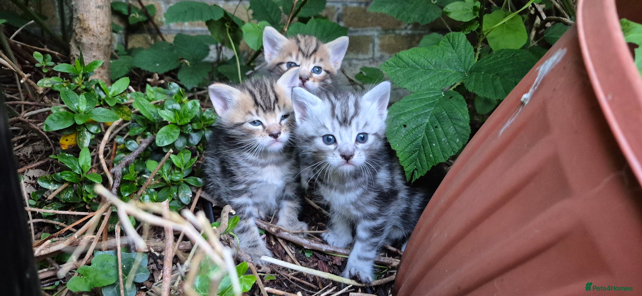 Mixed Breed cats Maine Coon Cross fluffy kittens - Advert 2