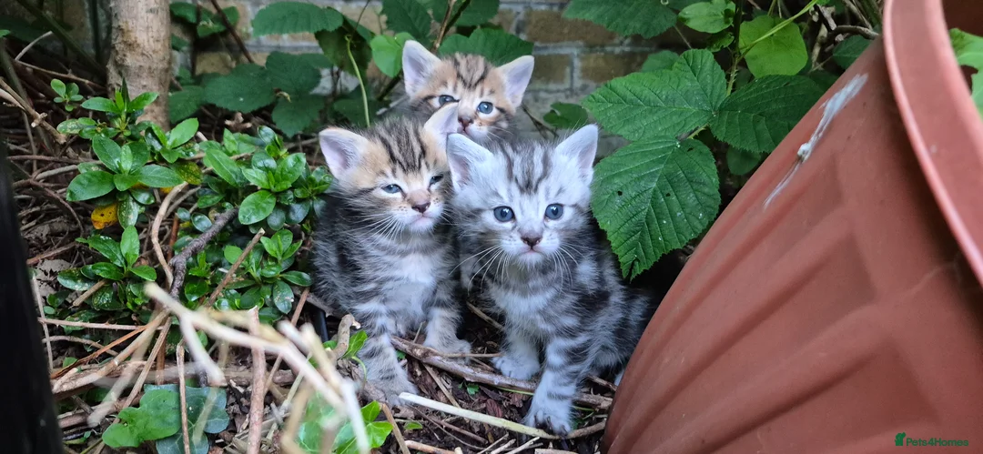 Mixed Breed cats for sale: Maine Coon Cross fluffy kittens - Advert 1