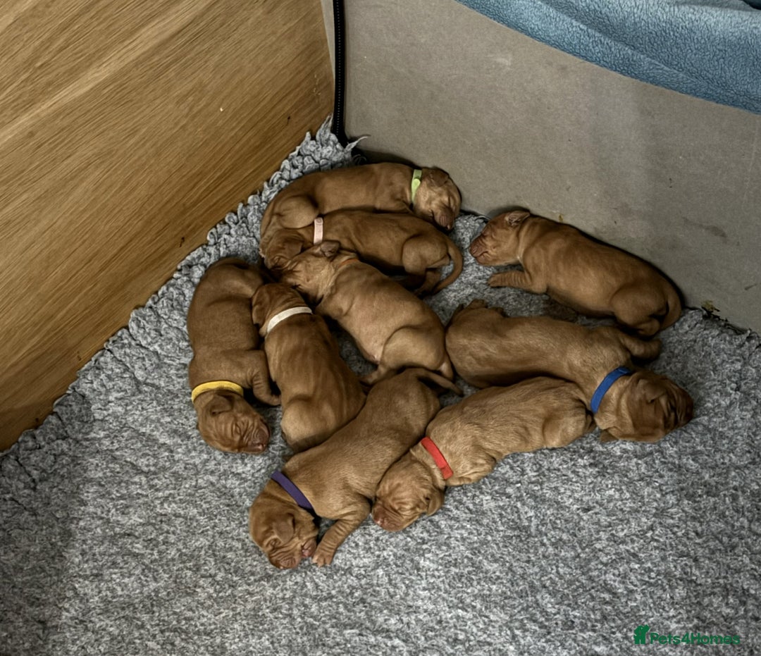 Hungarian Vizsla dogs for sale: Vizsla puppies. Great lineage and super low COI. - Advert 3