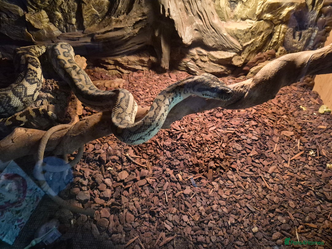 Python Snake reptiles for sale: Large Carpet Python - Advert 1