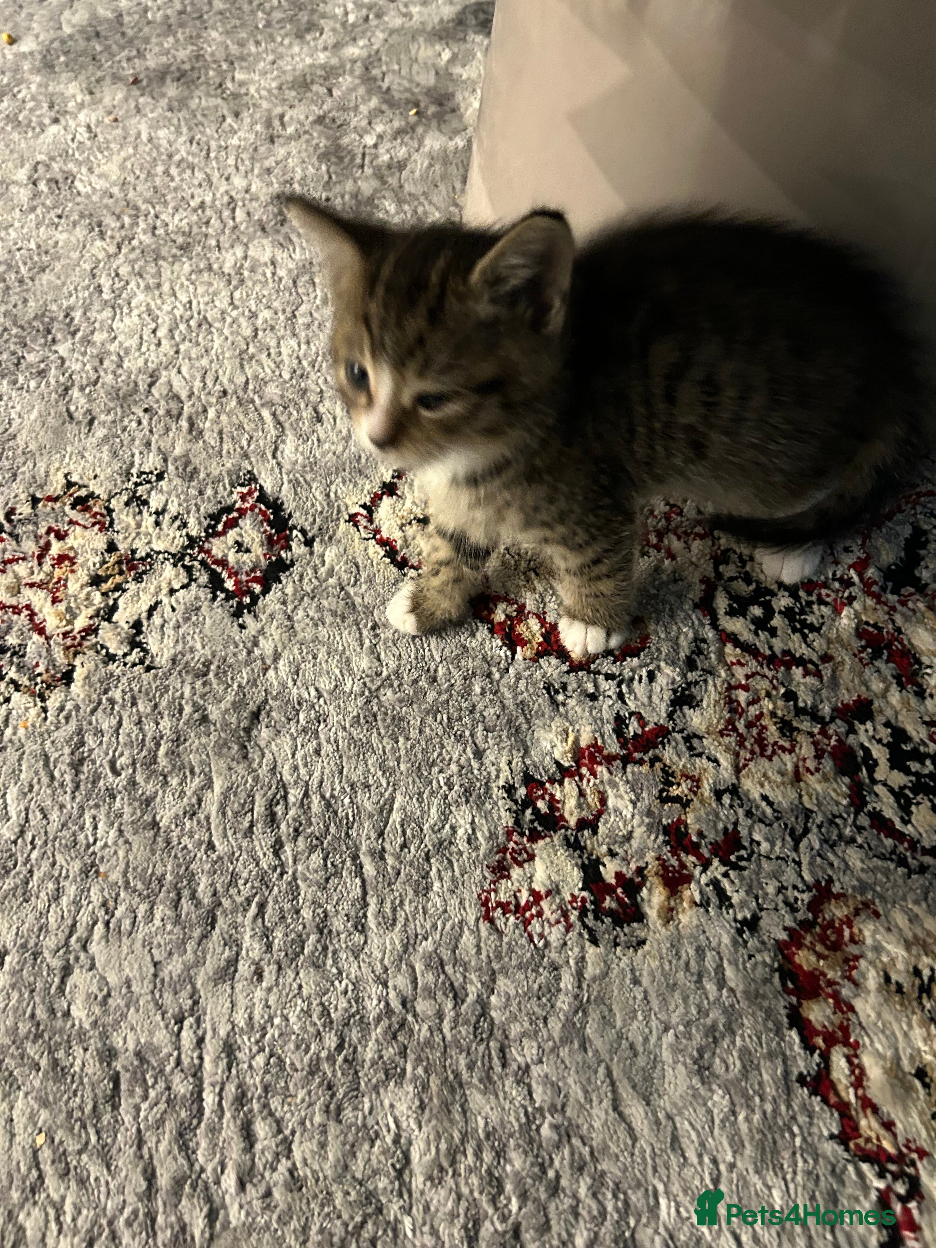 Mixed Breed cats 7 week kitten for sale - Advert 3