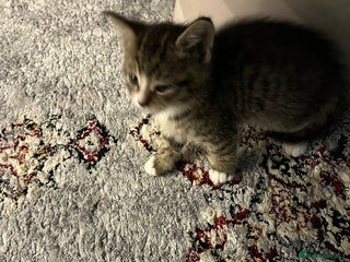 Mixed Breed cats 7 week kitten for sale - Advert 1