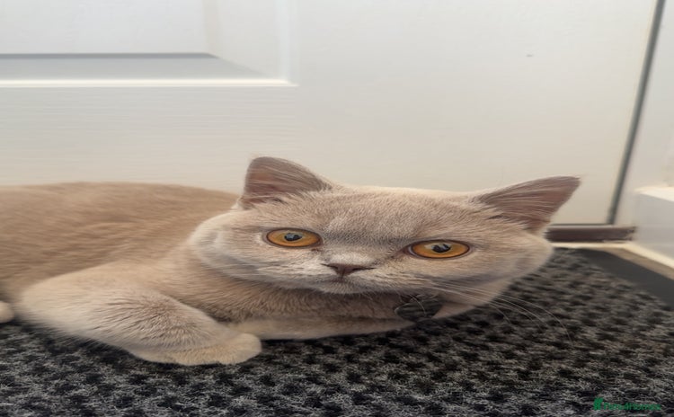 British Shorthair cats - Advert 3