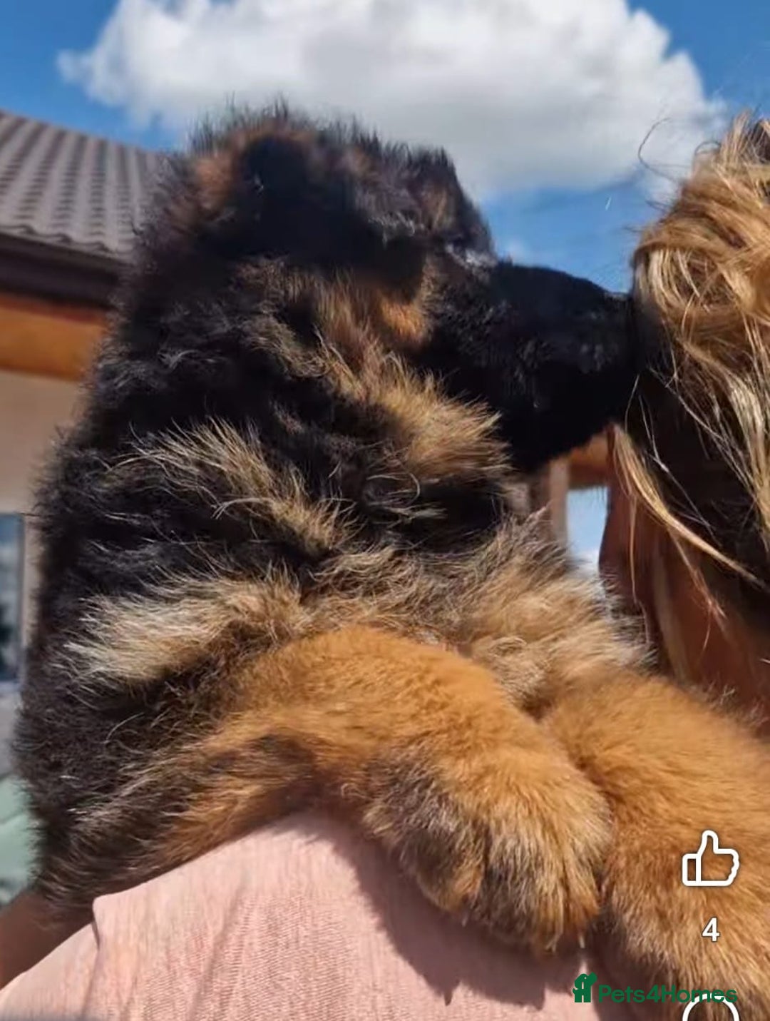 German Shepherd dogs for sale: TOP QUALITY LINES GSD PUPS AVAILABLE NOW - Image 12