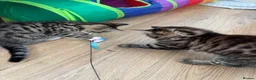 Mixed Breed cats for sale: Adorable kitten looking loving home  - Advert 17
