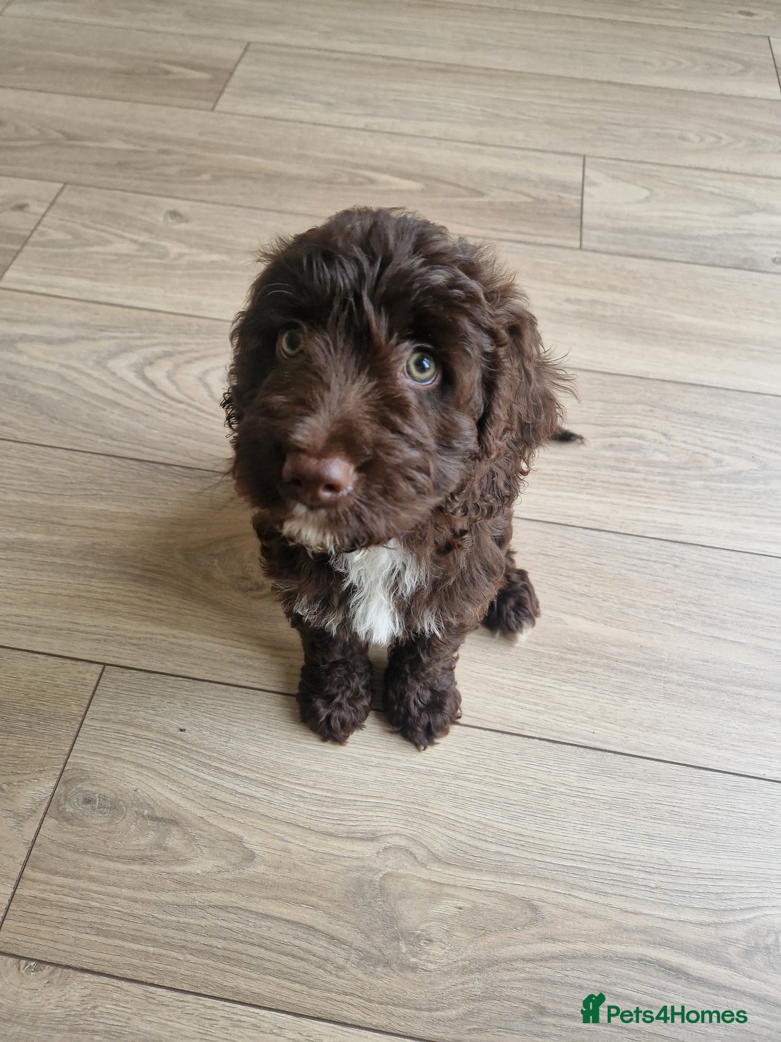 Cockapoo dogs F2 8 Week Old Cockapoo - Advert 1
