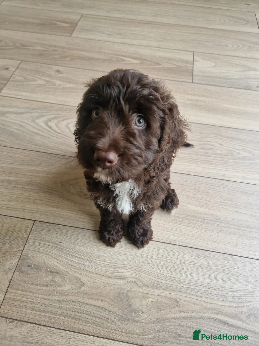 Cockapoo dogs for sale: F2 8 Week Old Cockapoo - Advert 1