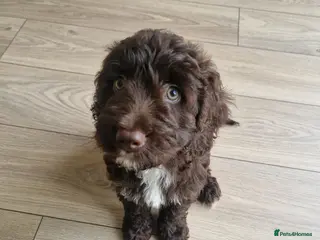 Cockapoo dogs F2 8 Week Old Cockapoo - Advert 1