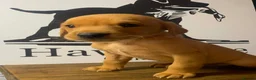 Labrador Retriever dogs for sale: KC Registered Fox Red Labradors  - Advert 14