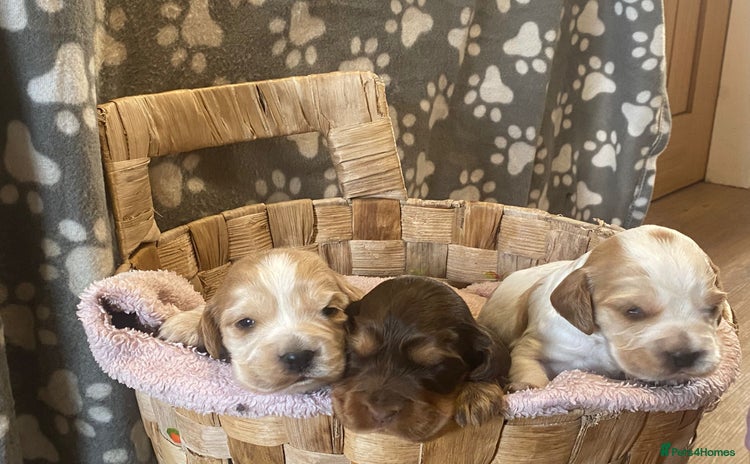 Cocker Spaniel dogs - Advert 8