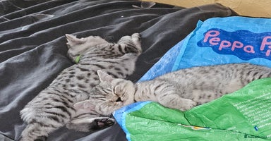 British Shorthair cats - Advert 4