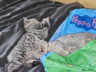 British Shorthair cats - Advert 4