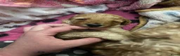 Cavapoo dogs for sale: 5 Beautiful Cavapoos from a family home.  - Advert 36