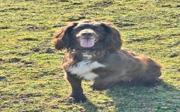 Sprocker dogs for sale: Gorgeous Homebred Sprocker Puppies - Image 18