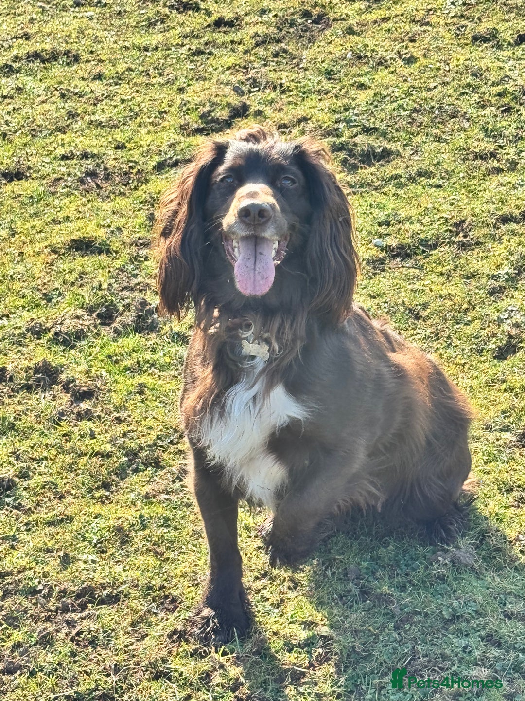 Sprocker dogs for sale: Gorgeous Homebred Sprocker Puppies - Image 18