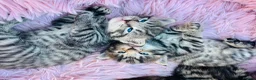 Mixed Breed cats for sale: 🐾 Adorable kittens looking for their homes 🐾 in Barnsley - Advert 6