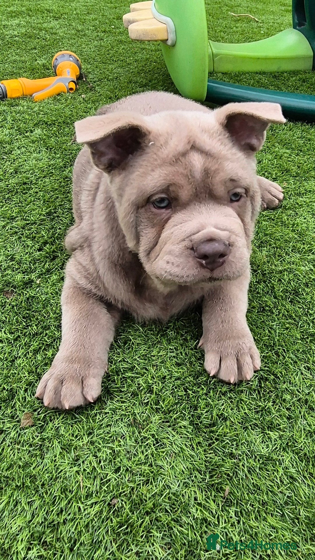 Mixed Breed dogs for sale: Chowxfrenchie Ready for new homes** - Image 12