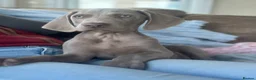 Weimaraner dogs for sale: 🐾Ready Now KC REG SILVER WEIMARANER PUPPIES 🐾 - Advert 8