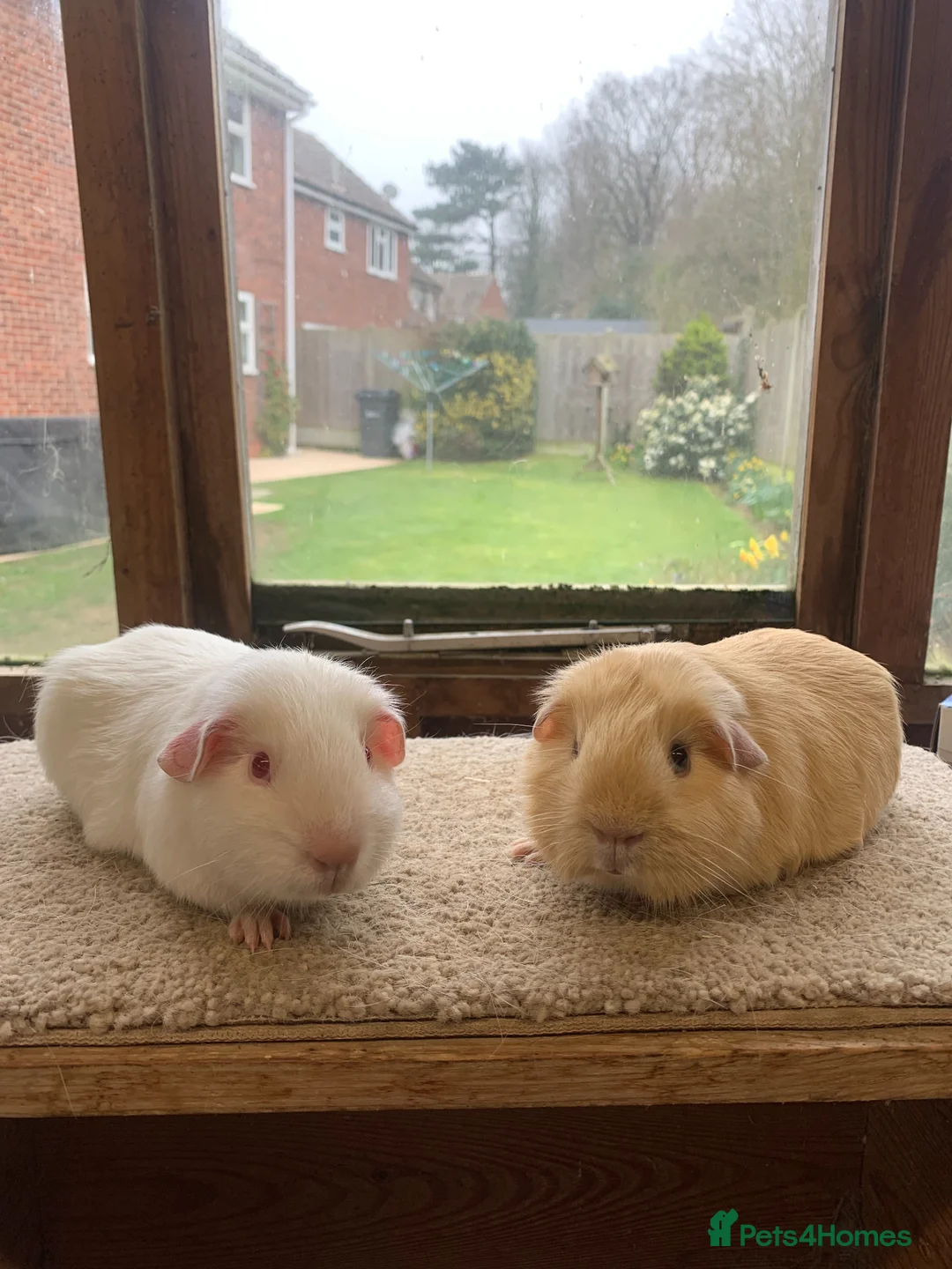 Guinea Pig rodents for sale: Sweet Baby Short Coated Guinea Pig Boars - Advert 2
