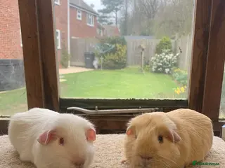Guinea Pig rodents Sweet Baby Short Coated Guinea Pig Boars - Advert 19