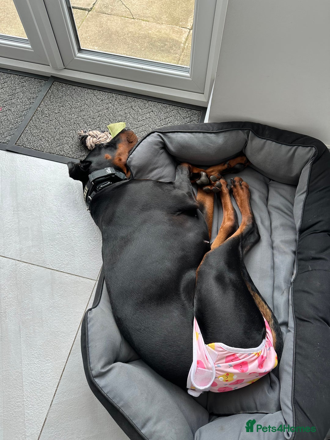 Dobermann dogs for sale: Pregnancy Confirmed - European Doberman Puppies - Image 21