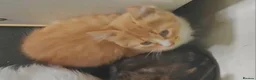 Mixed Breed cats for sale: 6 kittens, 4 boys /, 2 girls, playful, healthy  - Advert 3