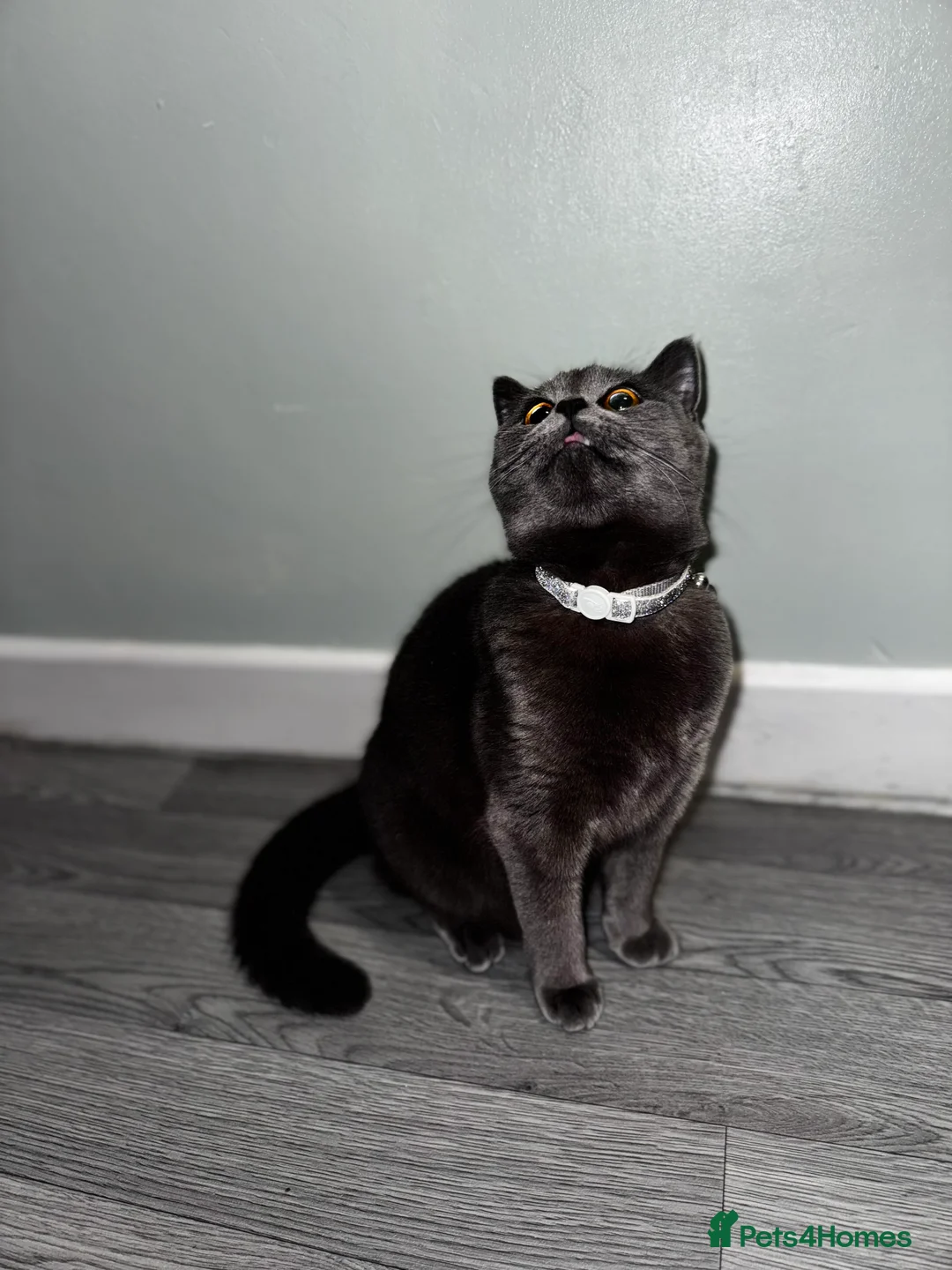 British Shorthair cats for sale: British short hair girl  - Advert 2