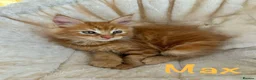 Maine Coon cats for sale: Beautiful Maine Coon Kittens-Ready Soon - Advert 31