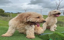 Mixed Breed dogs for sale: Mini Golden Doodle’s - Image 2