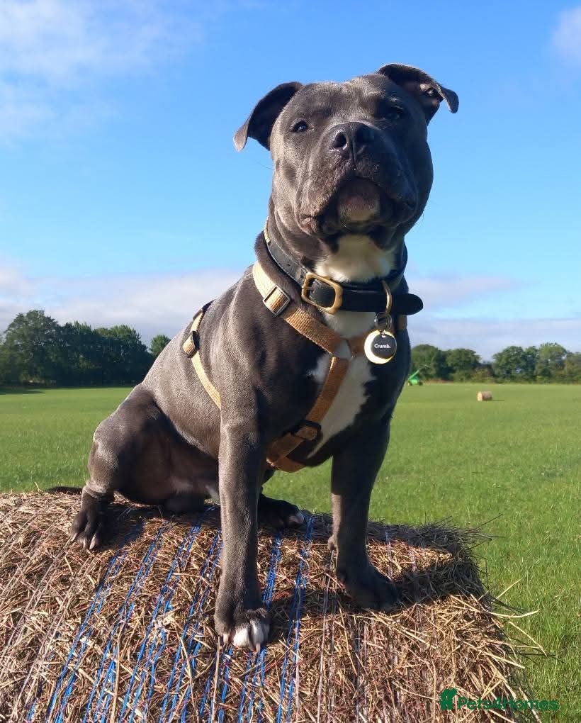 Staffordshire Bull Terrier dogs Blue staffordshire bull terrier for stud - Advert 1