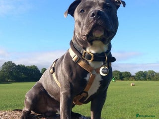 Staffordshire Bull Terrier dogs Blue staffordshire bull terrier for stud - Advert 1