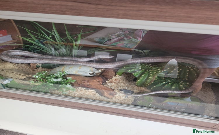 Corn Snake reptiles Corn snake  - Advert 2