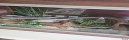 Corn Snake reptiles for sale: Corn snake  - Advert 1