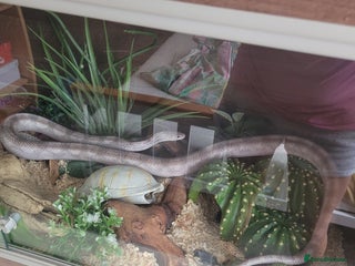 Corn Snake reptiles Corn snake - Advert 1