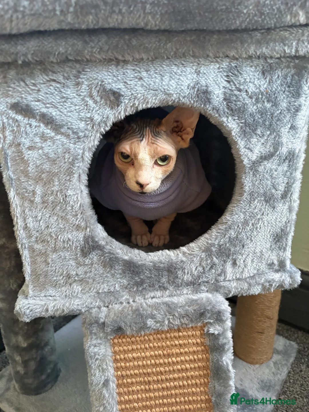 Sphynx cats for sale: Ruby - 7months old - Advert 7