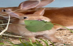 Rex rabbits for sale: 2 show quality beautiful mini Rex orange bucks - Image 4